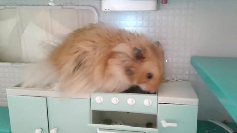 Hamster explores his own personal kitchen