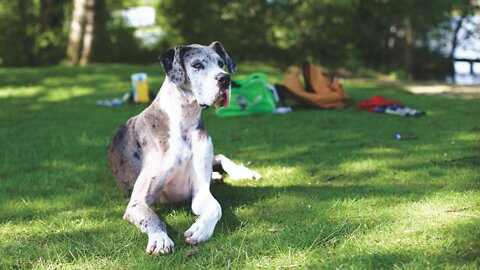 Interesting fact about this Great Dane!