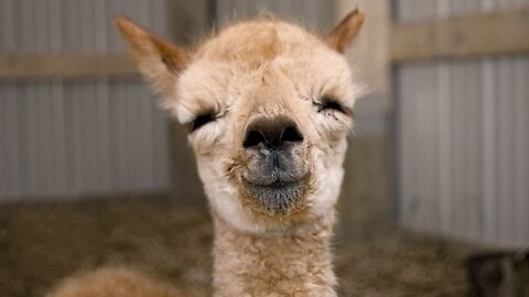 Lovable Little Furry Baby Alpacas are just way too Cute.