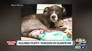 Puppy with broken legs dumped in north Phoenix dumpster
