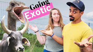 Meeting our NEW EXOTIC FARM Animals