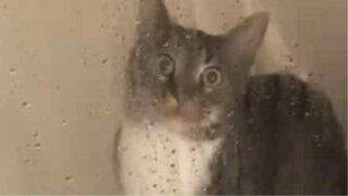 Cat is paralyzed with fear by the shower