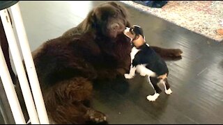 Cavalier Spaniel loves his Newfoundland best friend