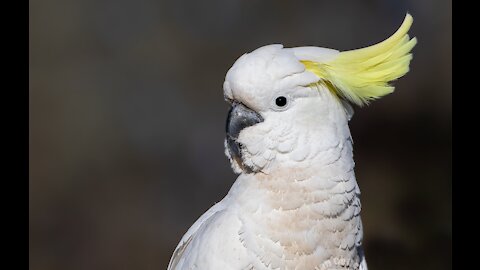 The most cheerful cockatoo in the world