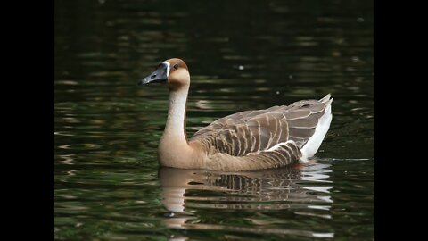 Goose & swan