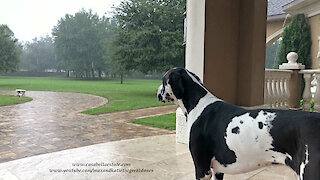 Great Dane watches Tropical Storm Nestor in Florida
