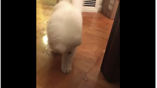 Samoyed puppy extremely intrigued by ice cube