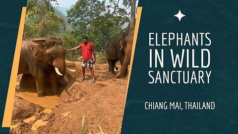 Elephants in Wild Sanctuary, Trekking and Rafting in Chiang Mai Thailand