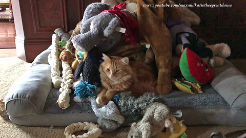 Funny Cat Enjoys Nap in Great Dane's Toy Box Bed