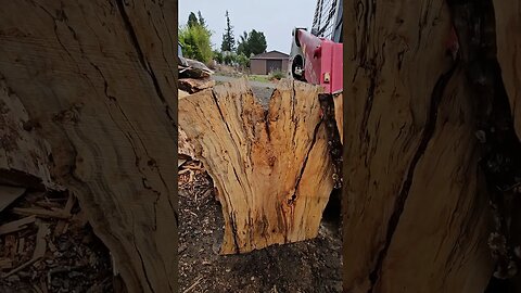 Spalted Silver Maple Live Edge Slabs #short #shorts #silvermaple #wickedwoodsnwllc #sawmill #wood