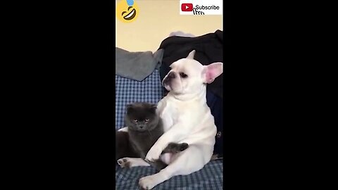 funniest cats | baby dog and cat | funny animals videos compilation