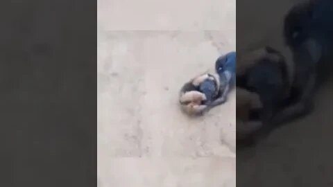 Cachorro apavorado com tamanduá mirim grudado em seus pescoço