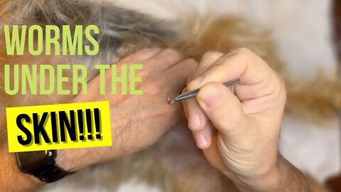How to remove botfly from your pet