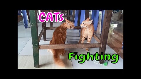 Bloody Brother Cats Fighting Seriously