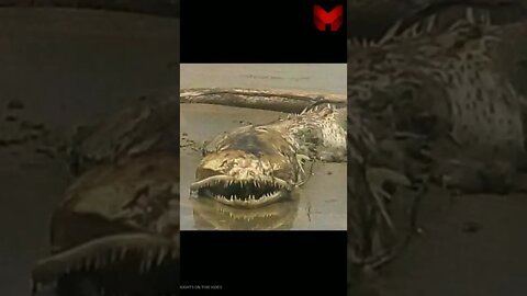 SCARY SEA MONSTER | FOUND ALIVE