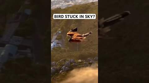 BIRD STUCK IN SKY??