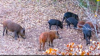 Feral Hogs with BOW and ARROW!