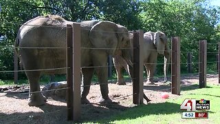 Elephant exhibit at KC Zoo to receive $10 million renovation