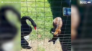 Cisne revolta-se e ataca wallaby em parque