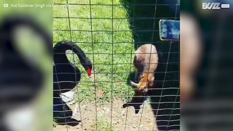 Cisne revolta-se e ataca wallaby em parque