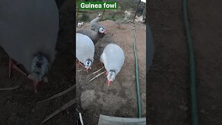 Cutest guinea fowl keets almost full grown