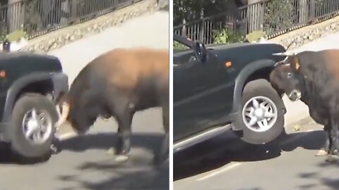 Bull Charges a Car | Incredible