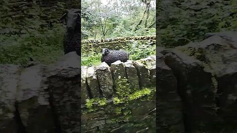 Sheep Pen #nature #yorkshire #sheep #sheperd #flock