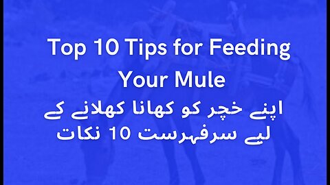 Top 10 Tips for Feeding Your Mule
