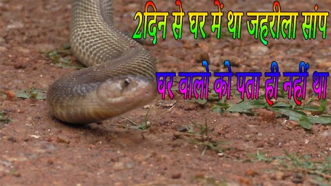 Rescue cobra from home | Rescued Venomous Cobra Snake