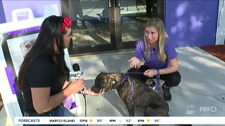 Pet of the week & summer heat safety at Gulf Coast Humane Society