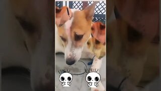 cute puppies cute | puppy videos | cute puppies shorts 69 | short vlogs 🐕#shorts #trendingvideo #dog