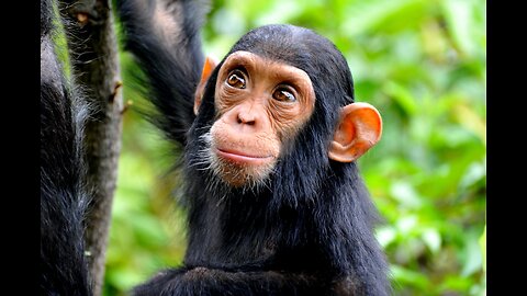 "Can Chimps Learn to Speak ?" - The Surprising Revelation !