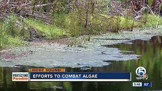 Martin County investigating new algae cleanup technologies