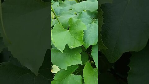 Grape Leaves are Better Than Grapes #grape #herbal #nature #power #house #breakingnews