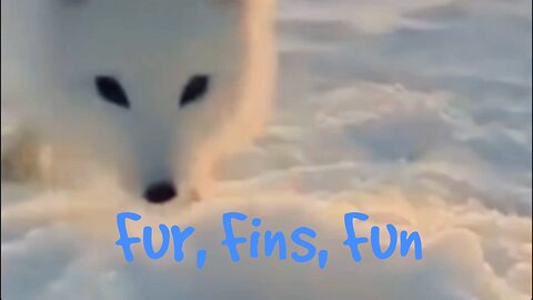 Fur, Fins, Fun