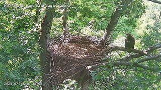 Hays Eagles Beautiful flyin by H20! Moves up to the attic and calls for dinner. 07-11-2023 16:34