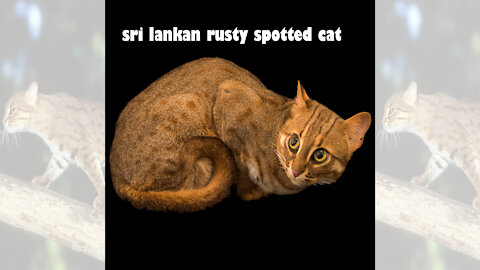 The Rusty-Spotted Cat Baby | Rusty Spotted Cat Sri Lanka | Smallest Cat in the World! |