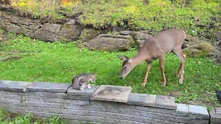 Sweet deer really wants to befriend kitty cat