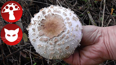 Picking Mushrooms with my Cat - Macrolepiota Procera (Parasol Mushroom)