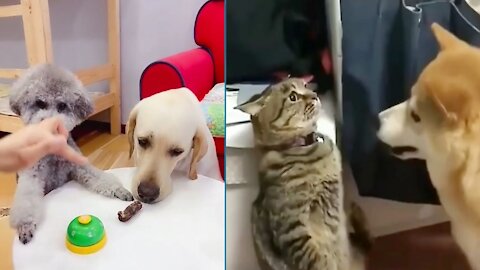 Dog And Cat Funny Videos