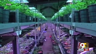 Council decriminalizes marijuana possession, up to 100 grams