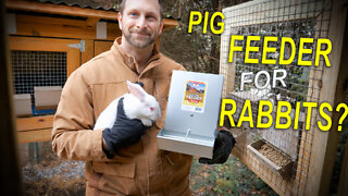 Baby PIG feeder for Rabbits?
