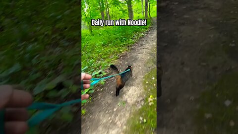 NINJA CAT! The Noodle Chronicles! 😸#shorts#cats#catadventures#catleash