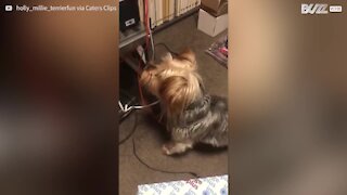 Dog hates owner's printer