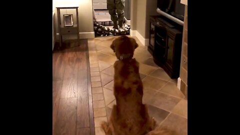 Soldier Returns Home And Surprises Dog