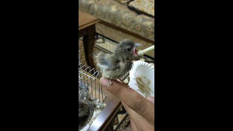 Cute hungry baby bird