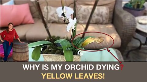 ORCHID CARE: WHY IS MY ORCHID DYING? YELLOW LEAVES /Shirley Bovshow