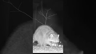 The Raccoon Tries To Get The Suet! #Shorts 🌲