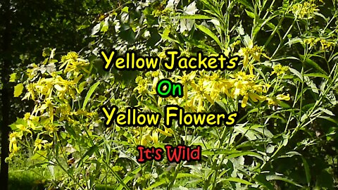 Yellow Jackets On Yellow Flowers