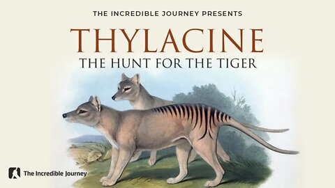 The Hunt for the Tiger (Thylacine)